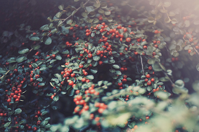 THE INVISIBLE ZOO by Romuald Karmakar