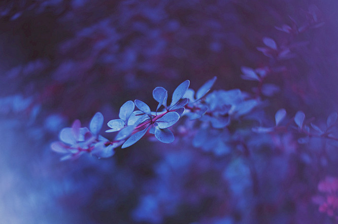 BRUISES by Daniel Ulacia Balmaseda, Ginan Seidl